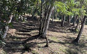 Vila Dravida Petar